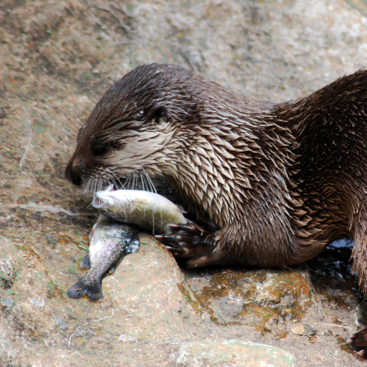 Grandfather Mountain Animal Enrichment Day.jpg